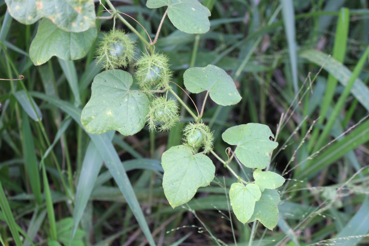 Passiflora foetida L.